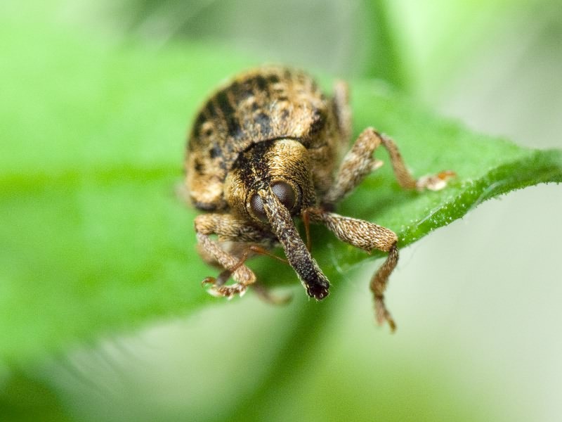 Stereonychus fraxini (De Geer, 1775)